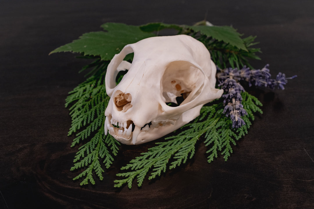 Skull Preservation