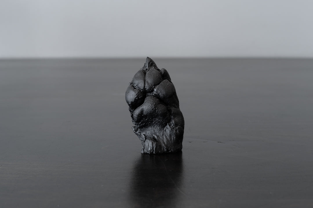 Plaster Paw Casting